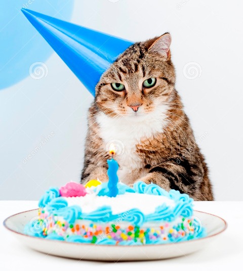 festa-di-compleanno-del-gatto-8552033.jpg