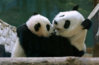 panda_mother_lun-lun_with_cub_mei-lan.jpg