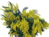 mimose.jpg